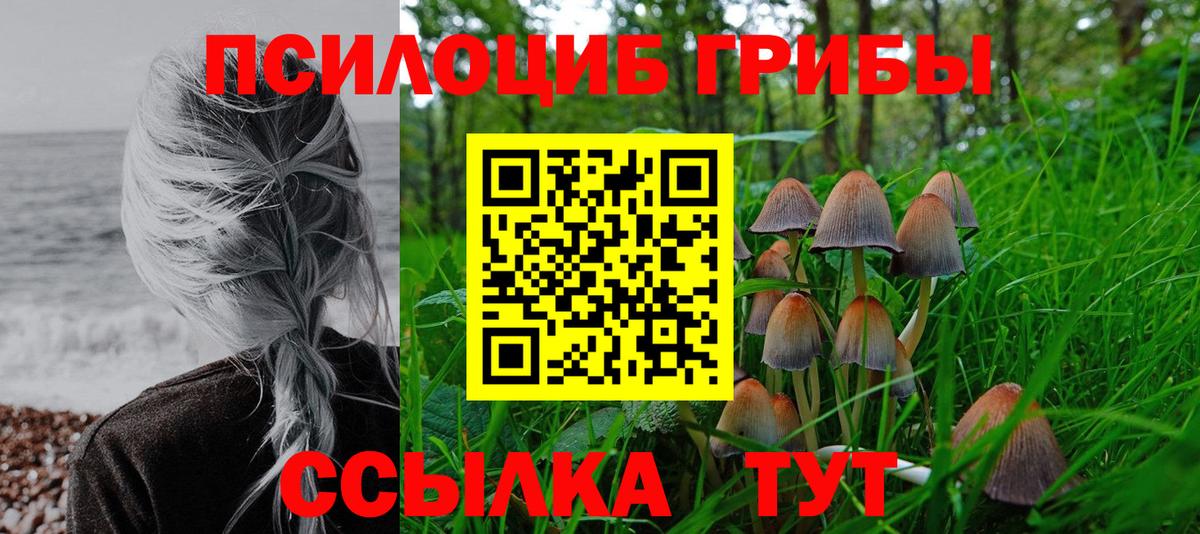 Псилоцибиновые грибы Cubensis Тольятти